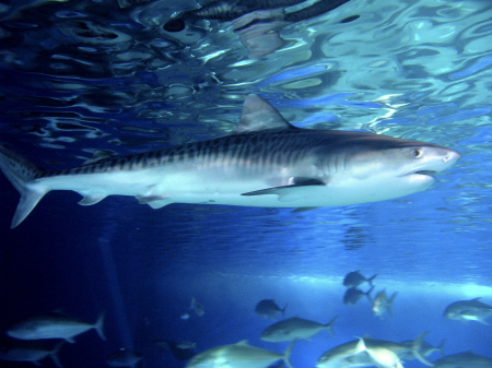 Maui Ocean Center