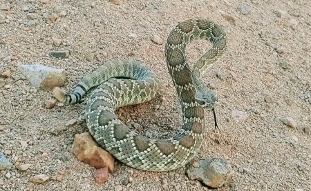 Mojave Rattlesnake 6/23/21