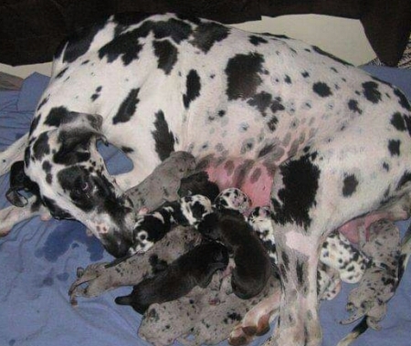 Joplin and her 14 puppies