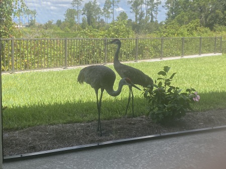 A couple Sandhill Cranes out back