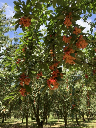 Cherries Ready To Harvest