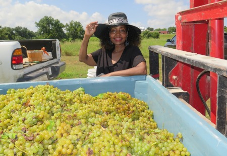 Vineyard Harvest: Industry, Texas