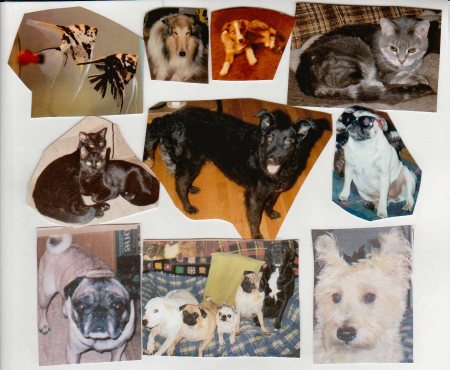 All of our pets over the years