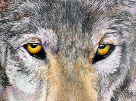 Colored Pencil drawing of wolf