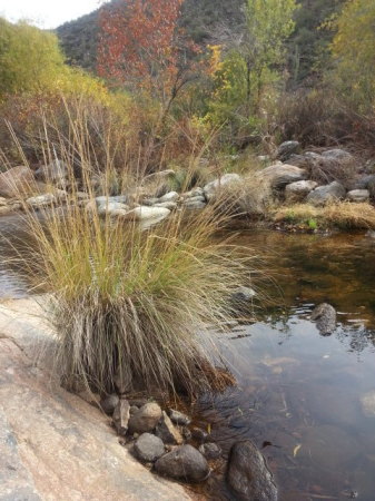 Calvin Lee's album, Sabino Canyon