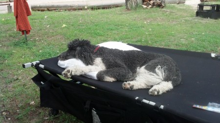 Romeo resting on camping trip