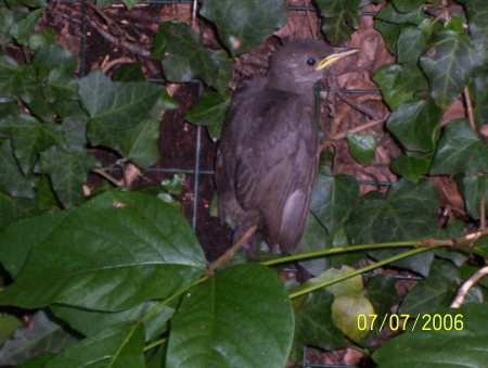 Evie's Baby Bird