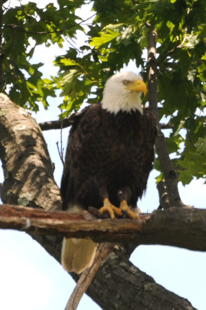 Mature Bald Eagle