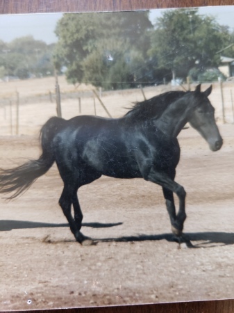 This is Aboney. I owned her prior to Lemac.