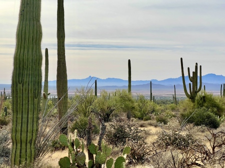 Stunning Tucson