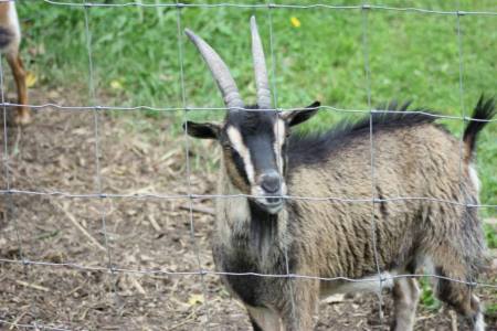 Gail Proven's album, Farm Photos