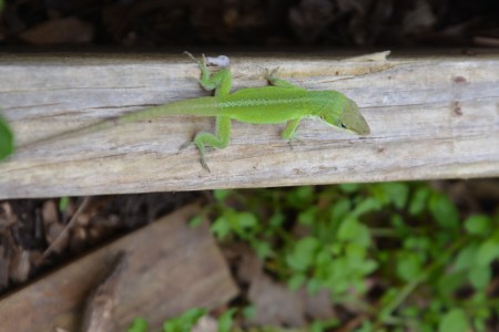 Garden Resident