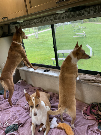 The “kids” enjoying the view in the RV