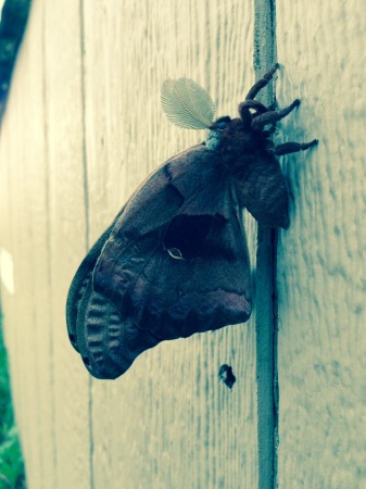 Big damn moth at the job site.