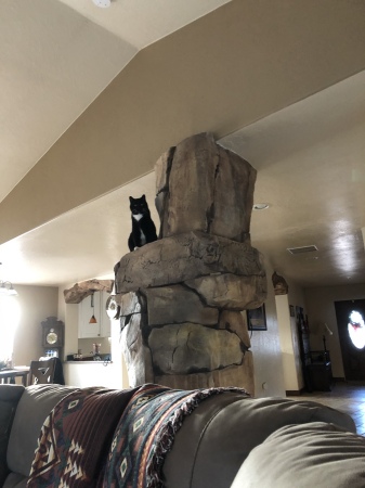 King of the mountain (and household) Sylvester