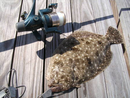 Flordia, 2012 Catch of the day..Flounder