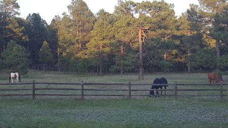 Gracie, Scrumpy and Fiji