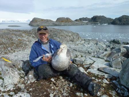 giant petrel nest visit