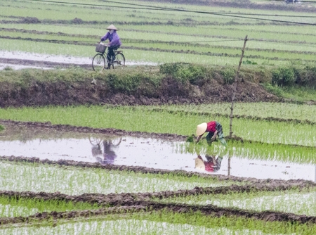 North Vietnamese Tending Rice Paddies