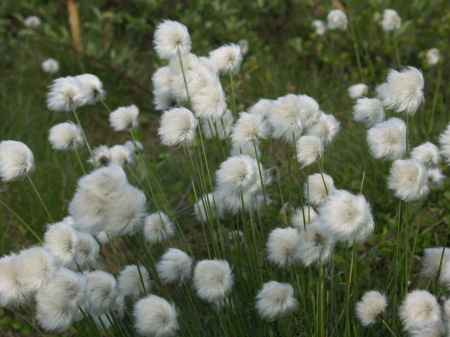 Cotton Grass