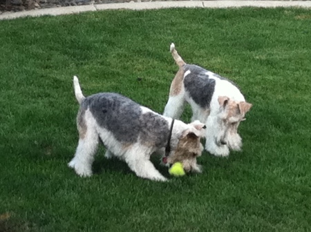 Bob and Bonnie Farrar's Wire-Haired Fox Terriers