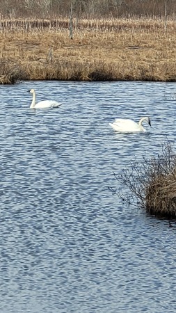 Trumpeter Swans on the river