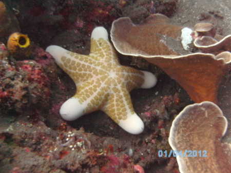 Bali Star Fish