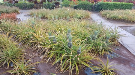 Dole Plantation in Hawaii (Pineapples)