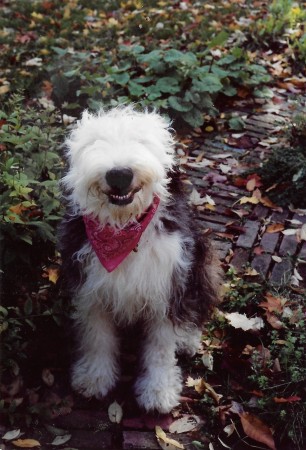 Dudley smiling in the park herb garden