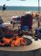 Bellflower High 1960s 2nd Annual Beach Blanket & Bonfire Party reunion event on Aug 16, 2018 image