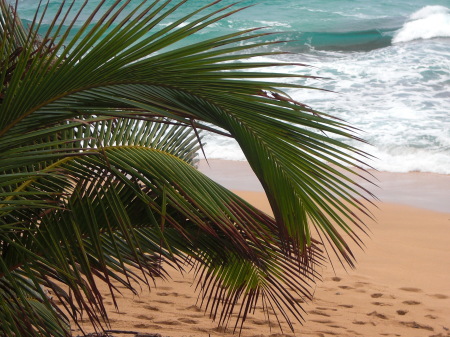 Palms on Beach