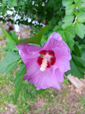 Rose of Sharon