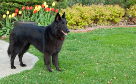 Ebony the rescue Belgian Shepherd. 