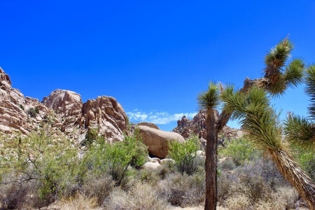 Joshua Tree