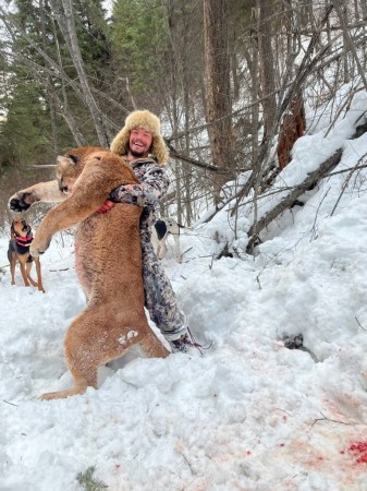 The size of the cougars around this town 