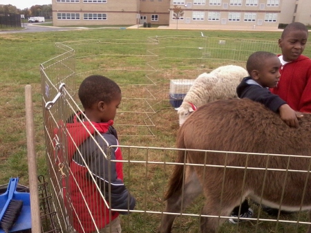 Petting Zoo