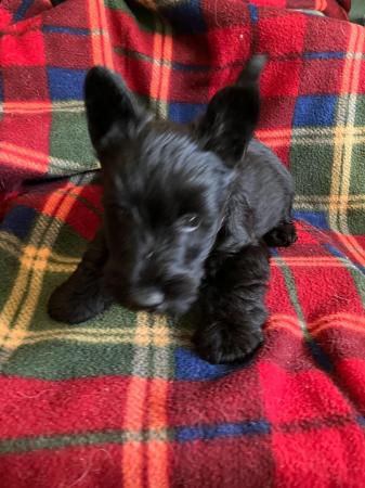 One of my Scottie pups headed to Canada