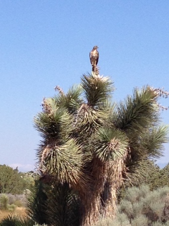 Hawk on a Yucca