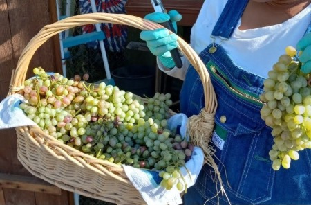 grape harvest 2023