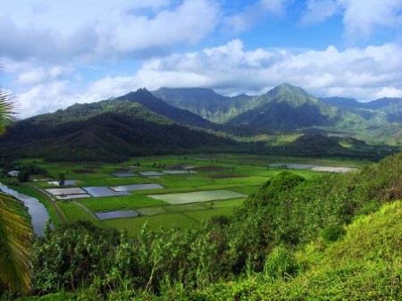 Hanalei River & Taro Fields