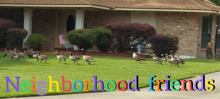 Our Neighborhood Geese and babies!