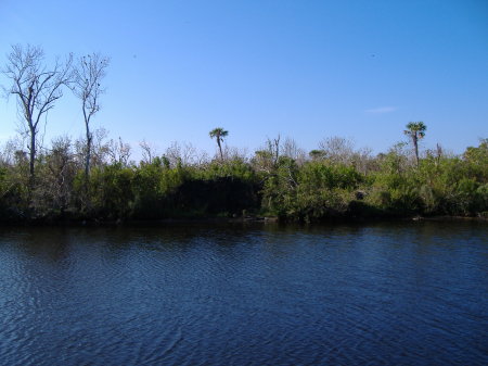 Our backyard (another alligator)