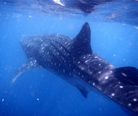 Swimming with Whale Sharks!