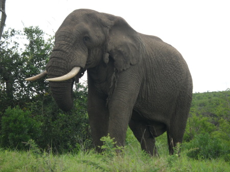 Christine Sadry's album, Safari - Huiluwe Game Reserve, SA