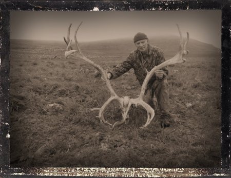 Winter-killed reindeer, Pribilof Islands, AK