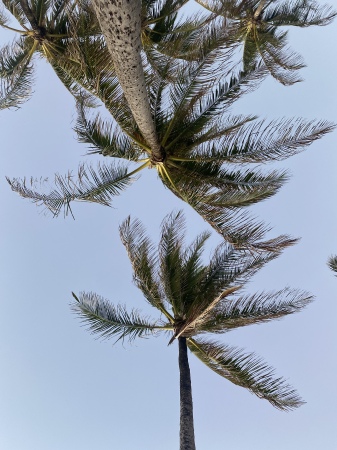 Joann Johnson's album, Hawaii