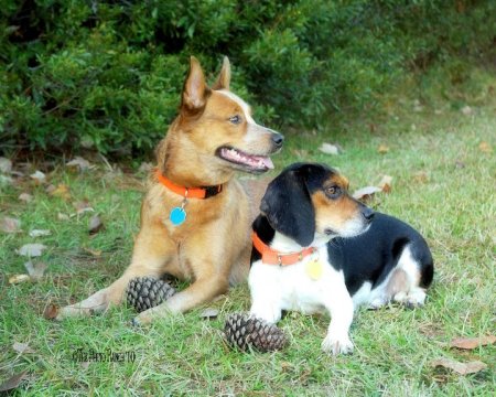 Sadie & Nugget