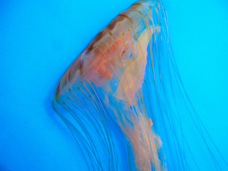 Lion's Mane Jellyfish