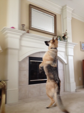 Axel trying to reach his toy on mantle
