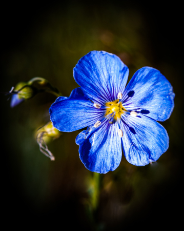 Lewis Flax (Linum Lewisii)